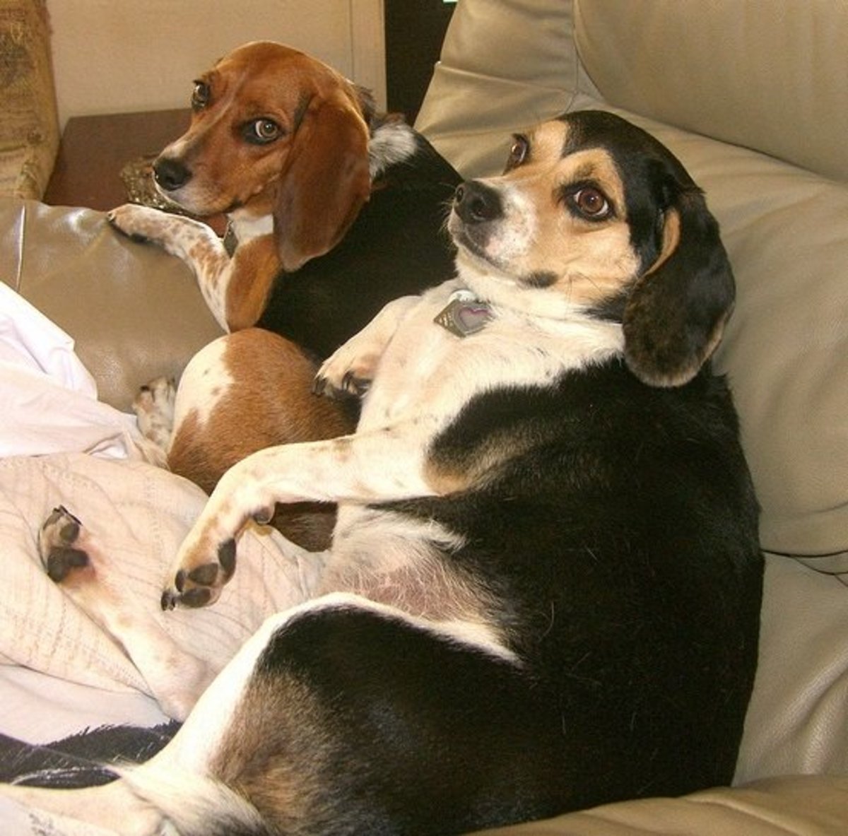 Five Fat Dog Breeds PetHelpful