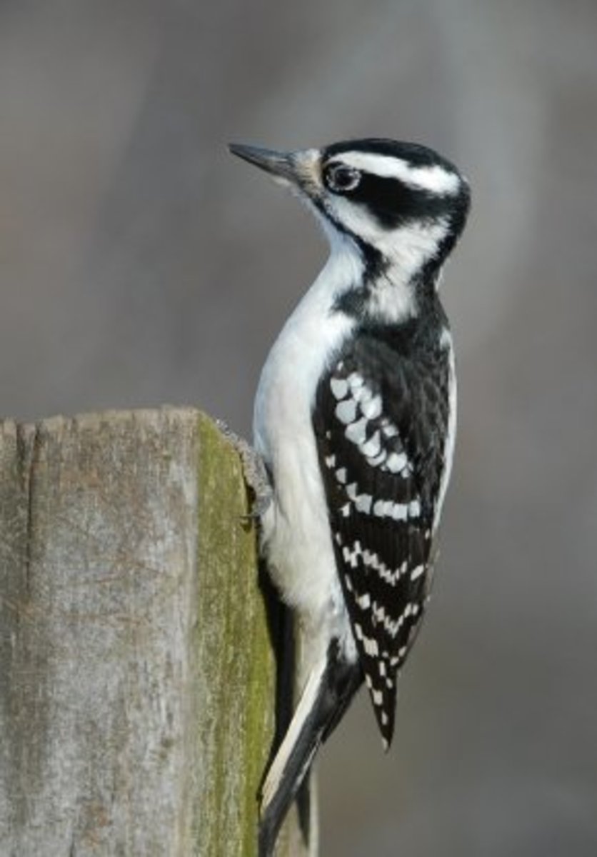 How to Stop Woodpeckers from Damaging Your House Dengarden