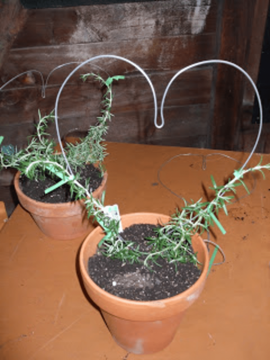 How To Create Your Own Rosemary Topiary HubPages