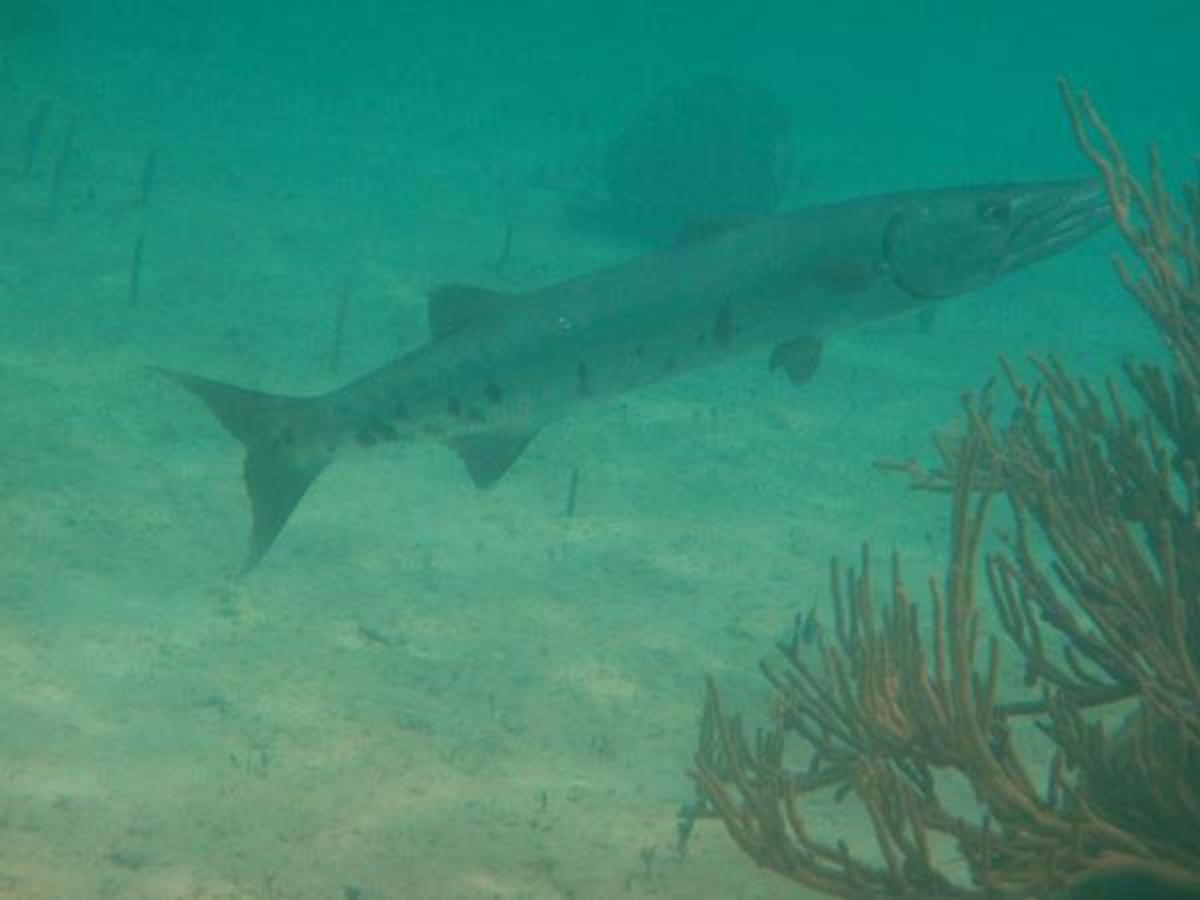 What To Do If You See a Barracuda In The Water HubPages