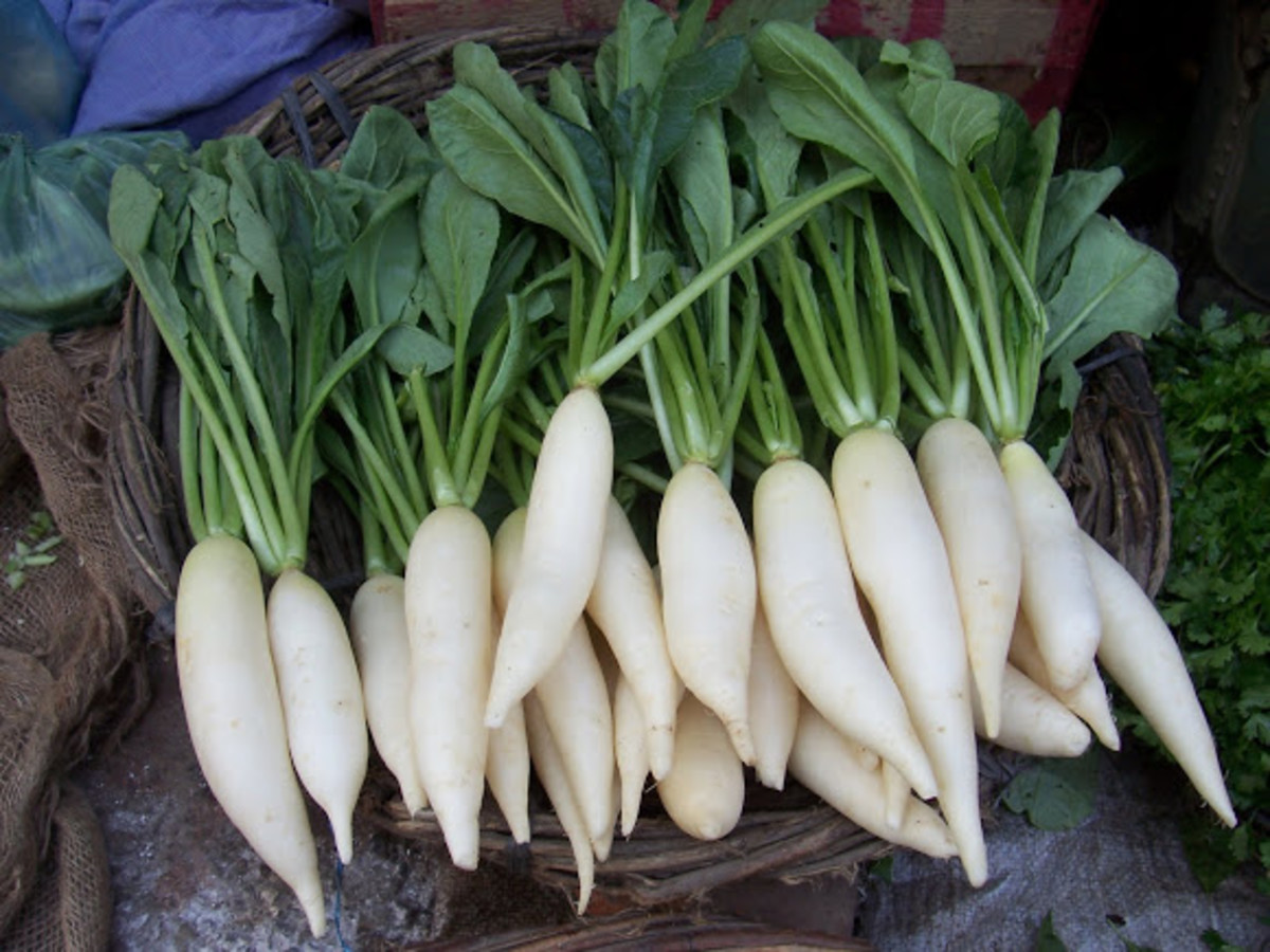 Benefits of Daikon or Chinese Radish CalorieBee