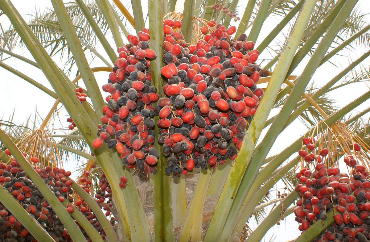 The Health Benefits of Dates or Chhuhara CalorieBee