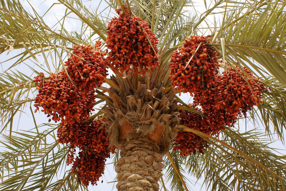 The Health Benefits of Dates or Chhuhara CalorieBee