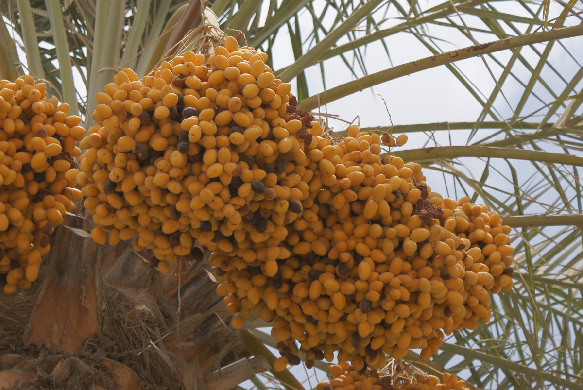 The Health Benefits of Dates or Chhuhara CalorieBee