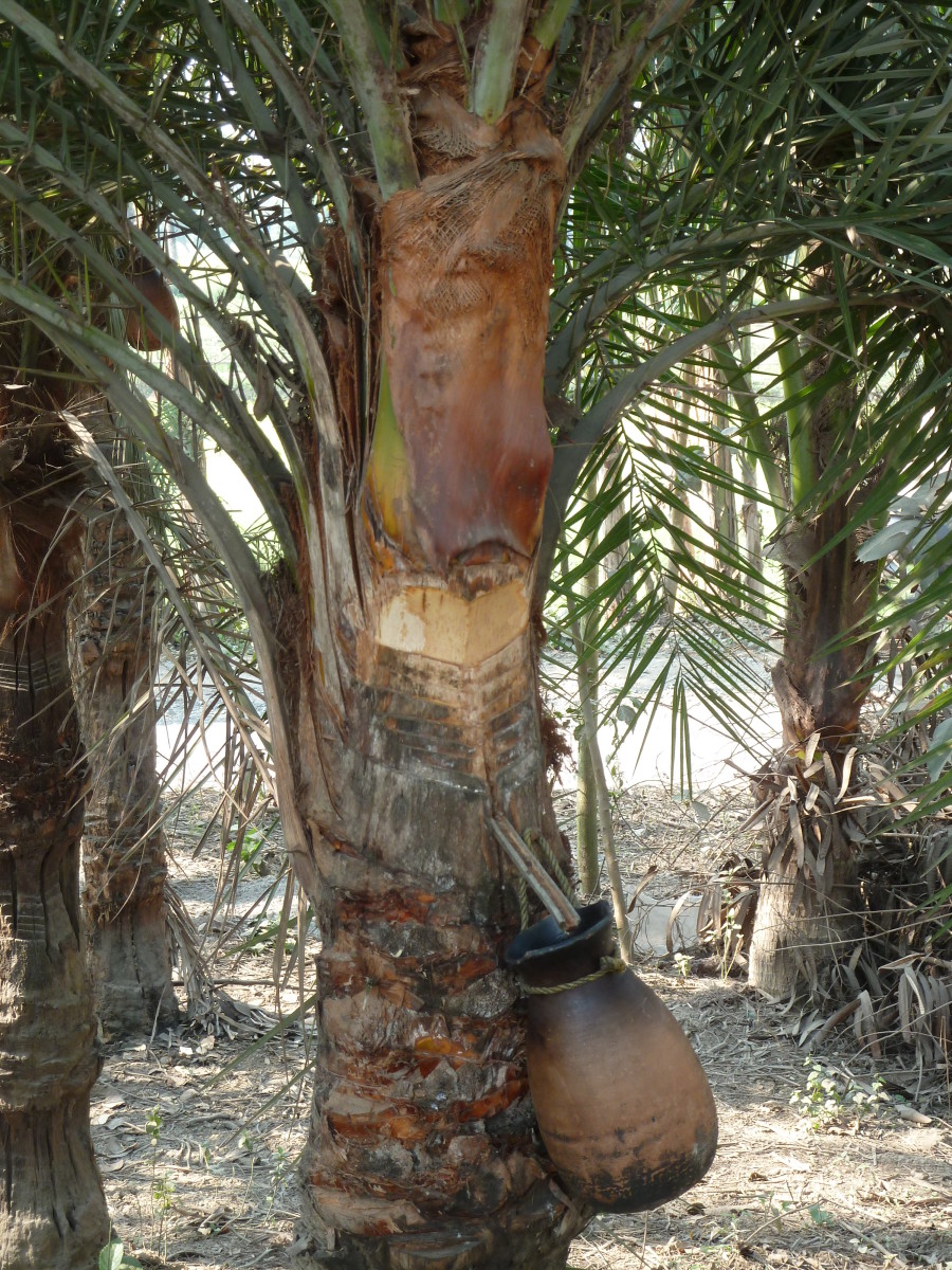 The Health Benefits of Dates or Chhuhara CalorieBee