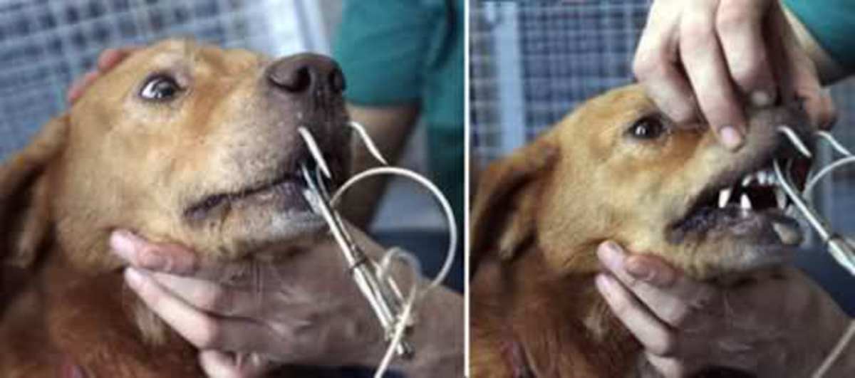 Is French Reunion Island Still Using Dogs and Cats as Shark Bait