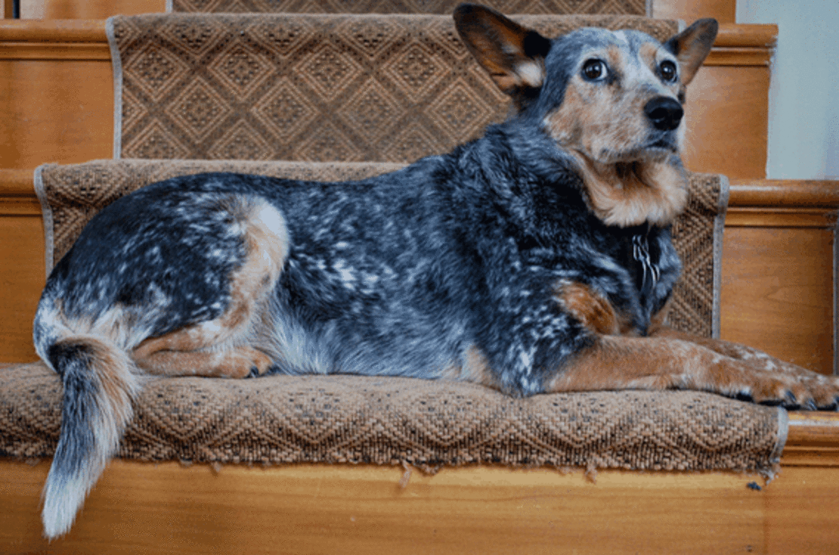 How Dogs Communicate with Their Ears HubPages