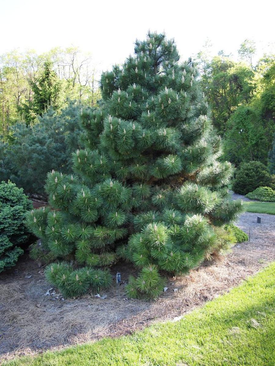 The Best Evergreen Trees for Privacy