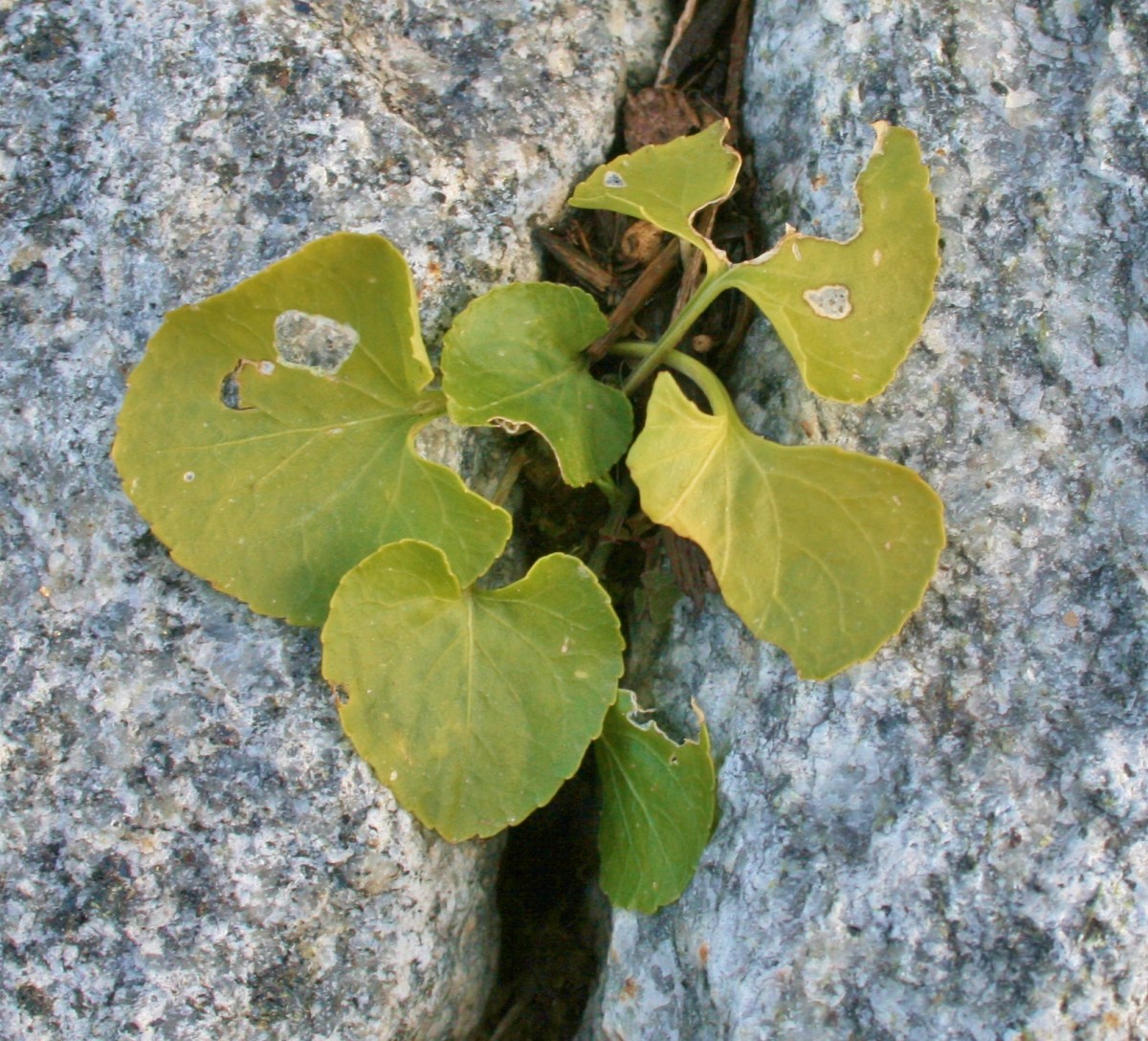 How to Get Rid of Weeds in Cracks Without Using Herbicide HubPages