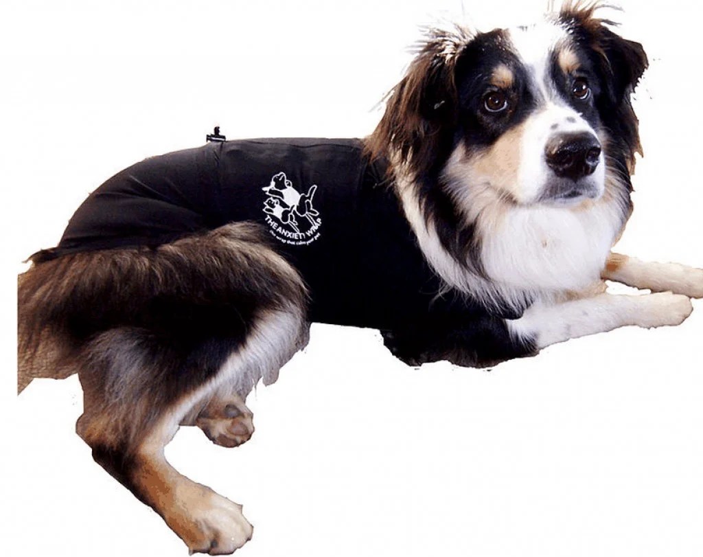 How Acupressure Can Help an Anxious, Dominant Dog HubPages