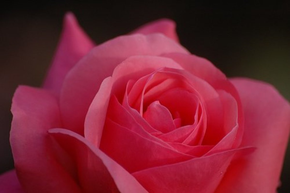 The rose flower; pictures, structure, bush, symbolism, uses and tattoos