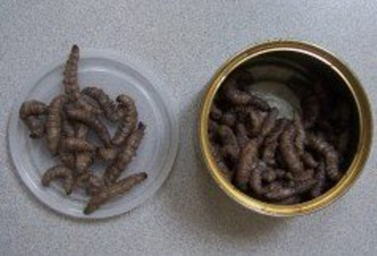 CanOWorms, Crickets, and Insects Is Canned Prey Good