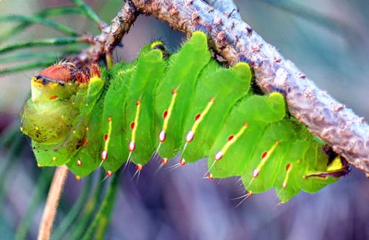 North American Caterpillar Identification Owlcation