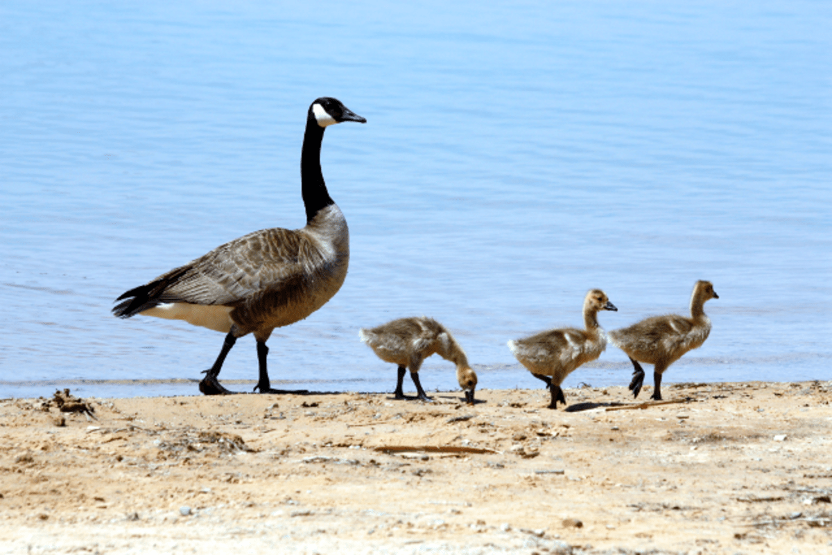 The Canada Goose Facts and Information Owlcation