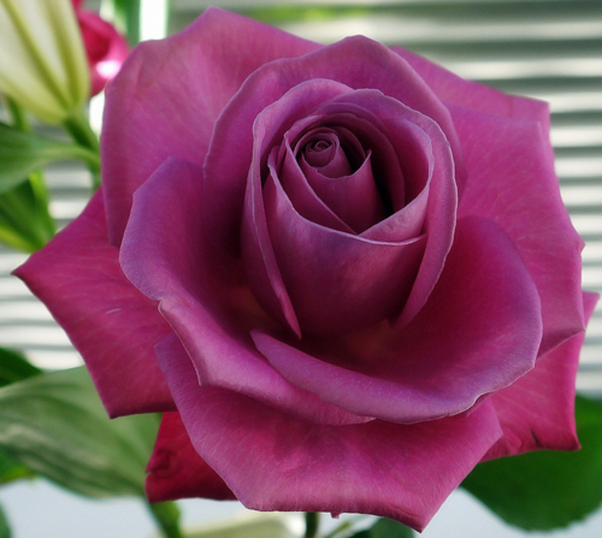 The rose flower; pictures, structure, bush, symbolism, uses and tattoos