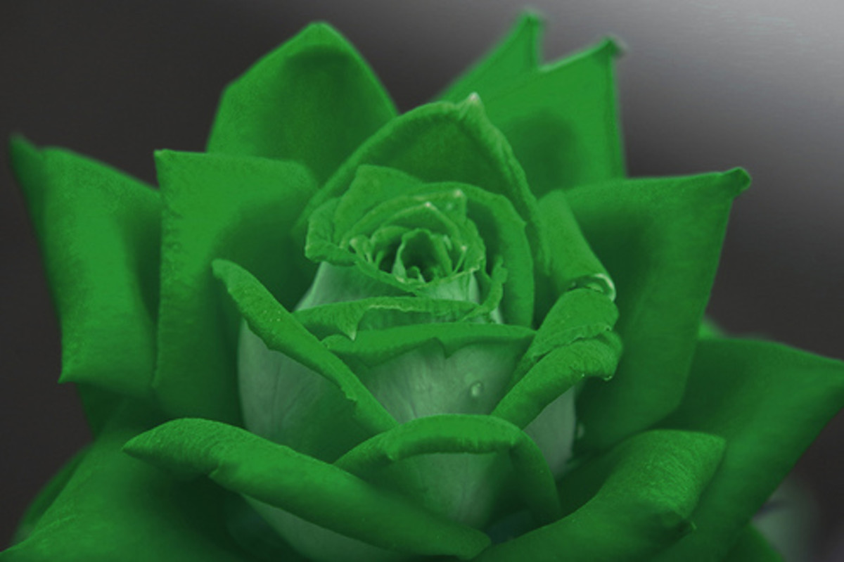 The Rose Flower Structure, Uses and Symbolism with Pictures HubPages