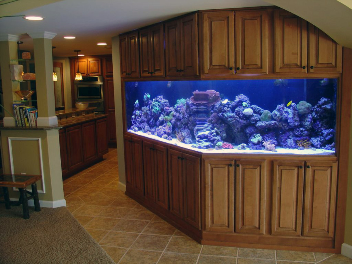 Beginners Guide to Saltwater Aquariums