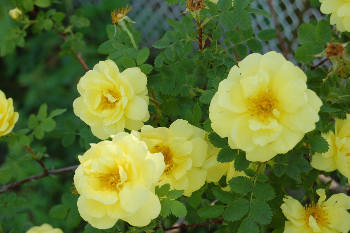 Is the Yellow Rose of Texas From Texas? Dengarden