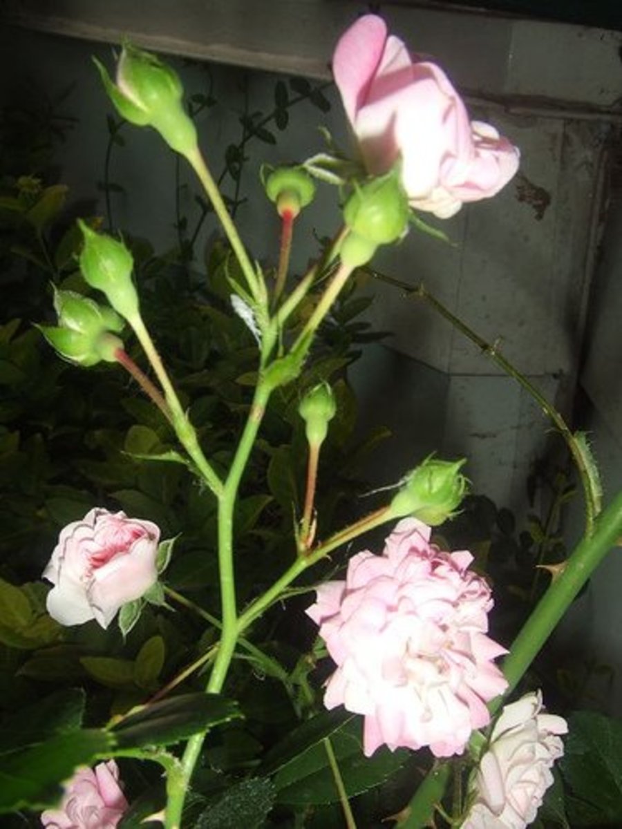 The rose flower; pictures, structure, bush, symbolism, uses and tattoos