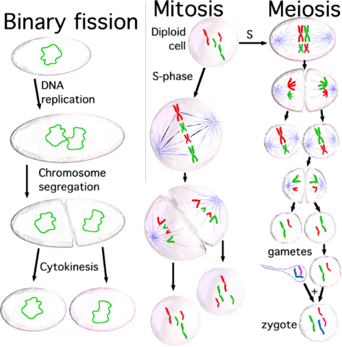 Structure of a Plant Cell A Visual Guide Owlcation