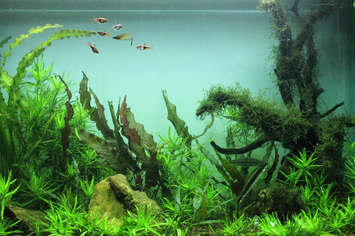 Black or White? Choosing the right background for your Aquarium HubPages