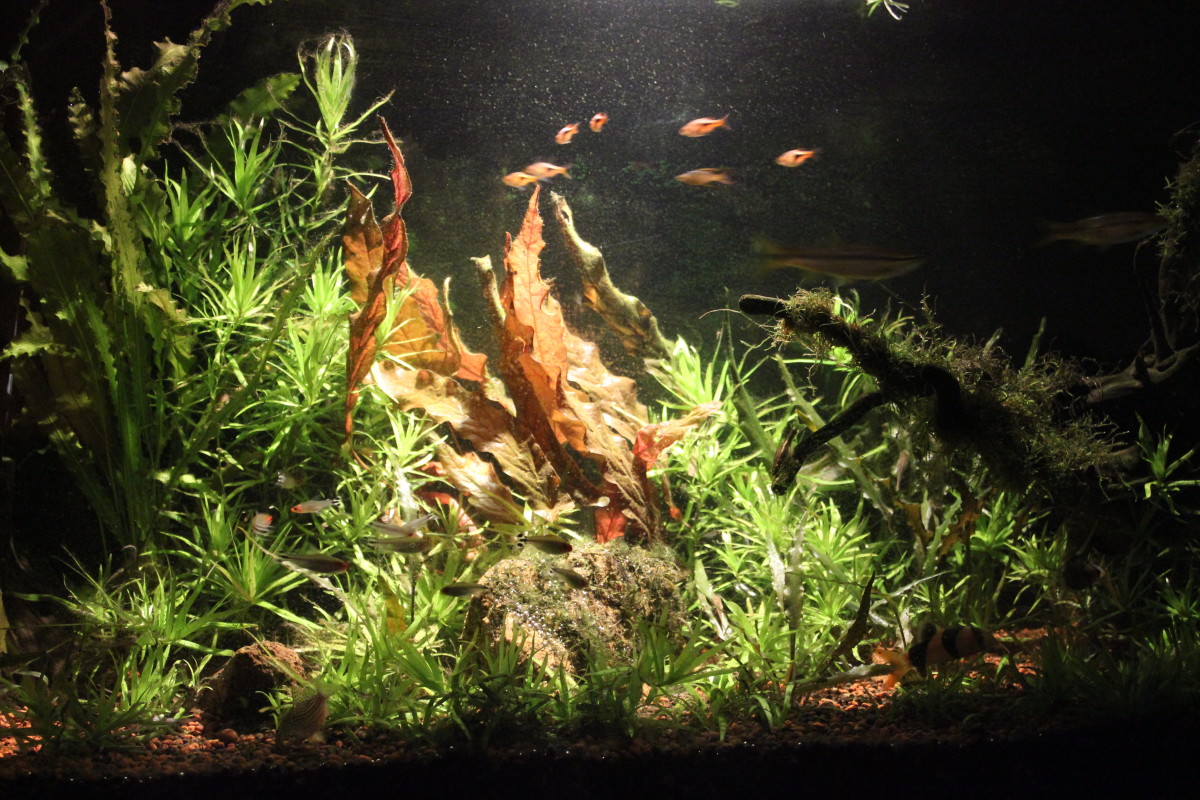 Black or White? Choosing the right background for your Aquarium HubPages
