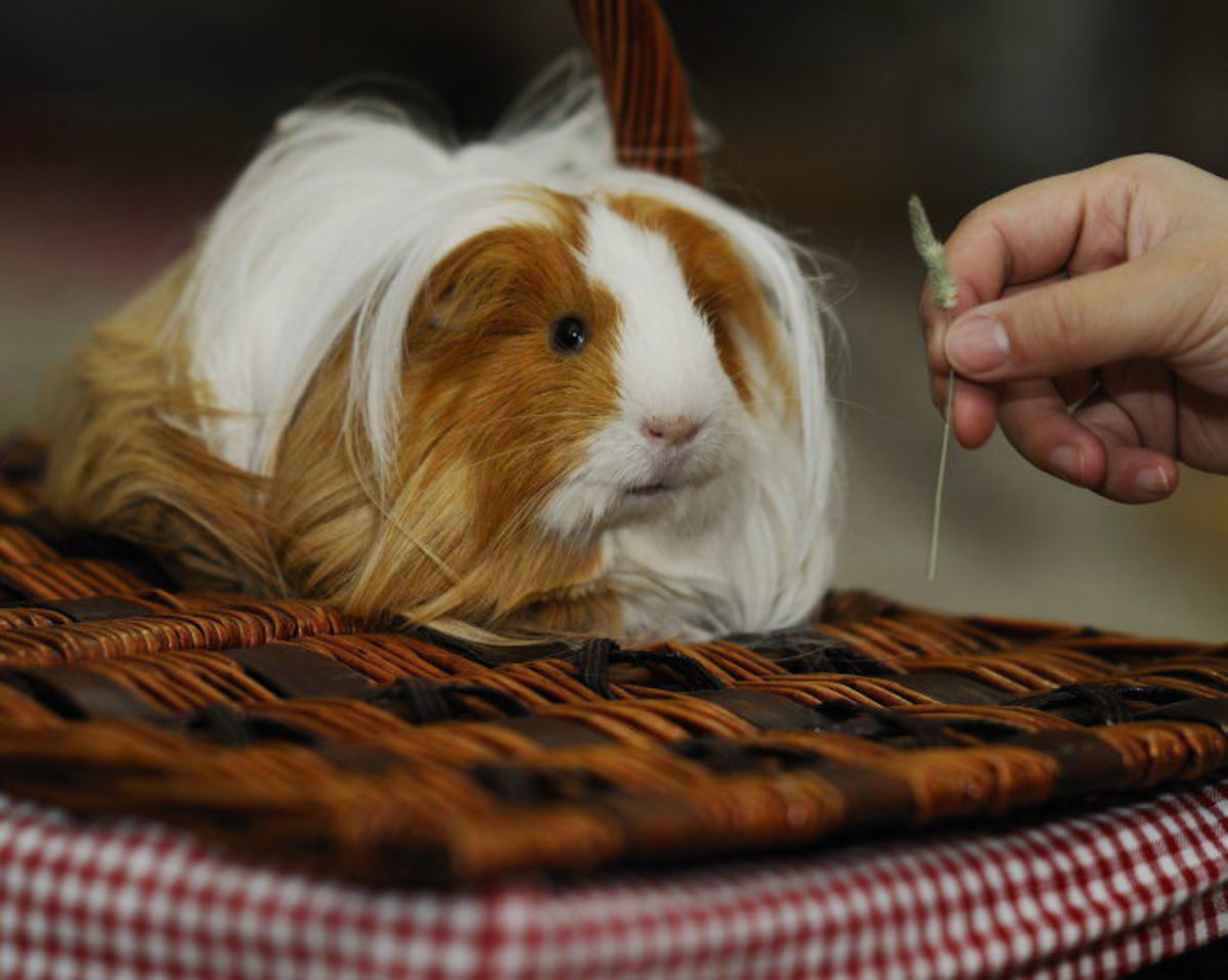 Can I Keep My Guinea Pig (Cavy) Outdoors? PetHelpful