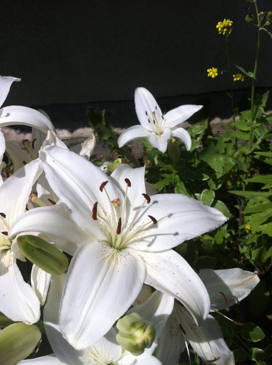Plants With White Flowers Perennials, Annuals, Bulbs, and Shrubs