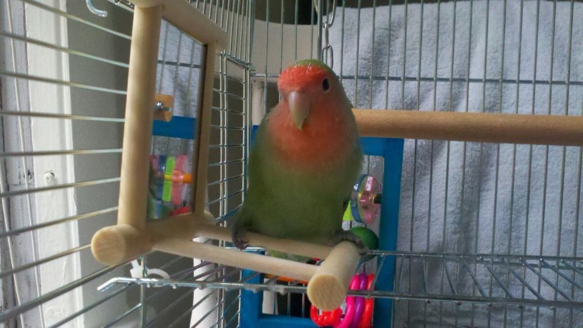 Are Lovebirds Good as Pets The Pros and the Cons PetHelpful