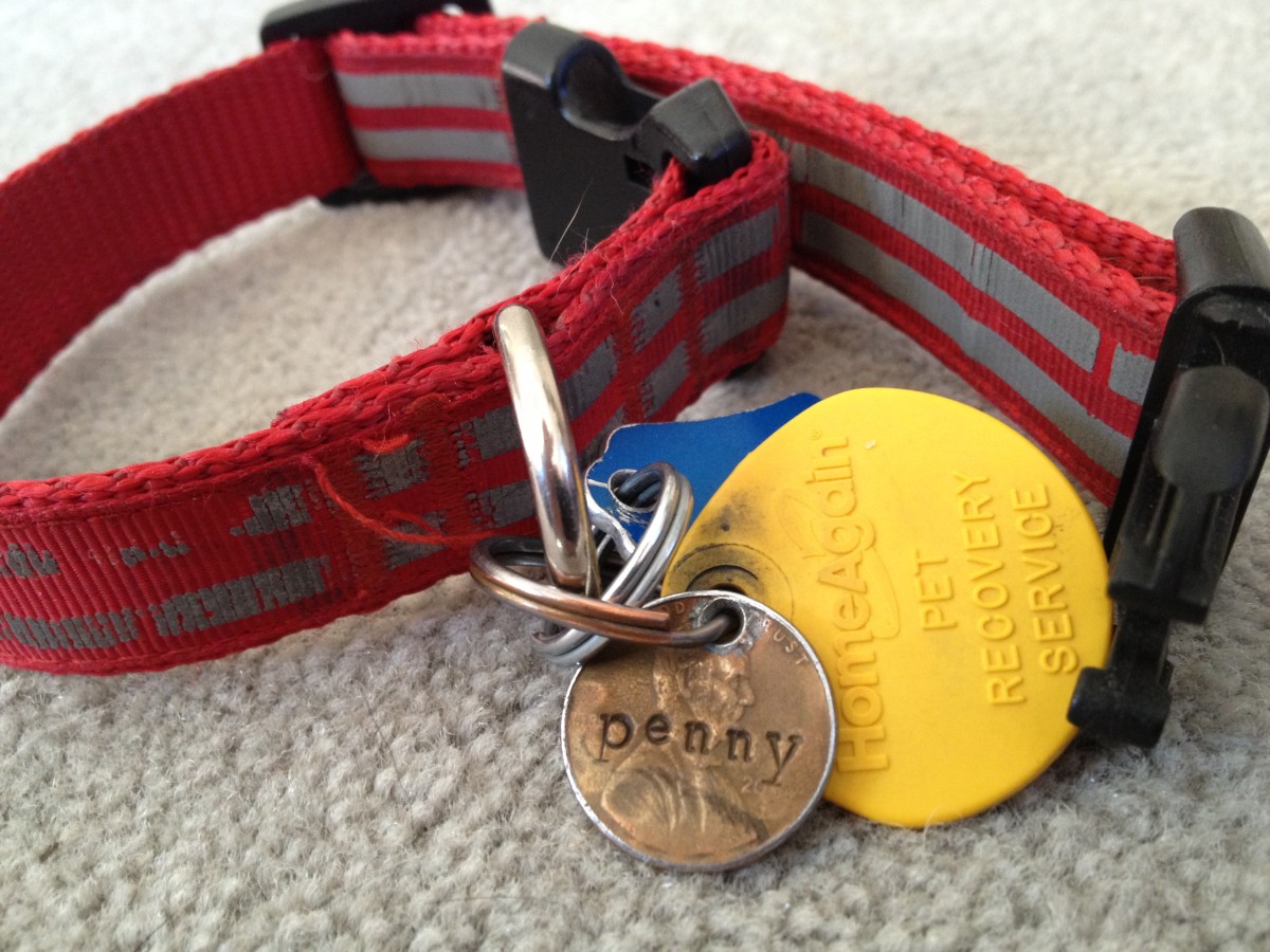 Zinc Toxicity and Poisoning in Dogs PetHelpful