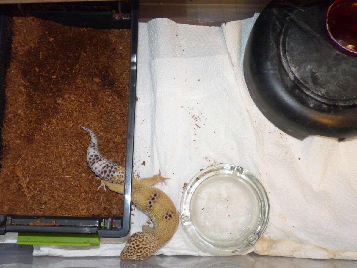 How to Set Up a Crested Gecko Enclosure HubPages