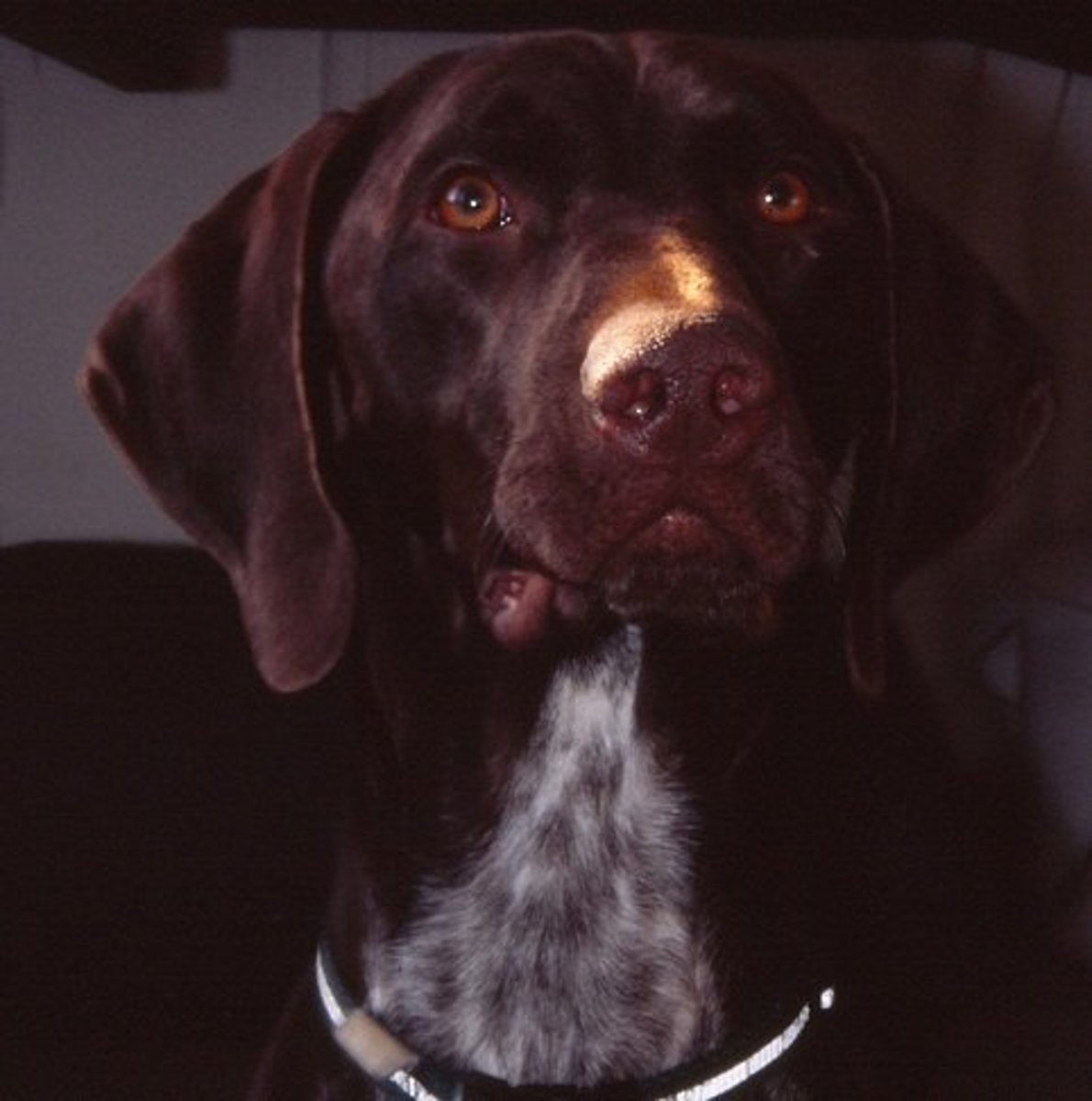 Facts About the German Shorthaired Pointer Dog Breed PetHelpful