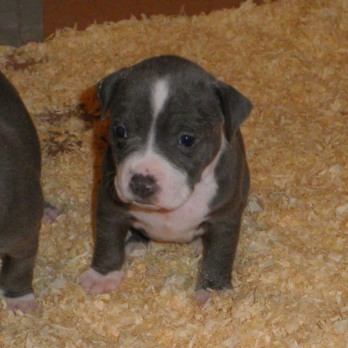 American Staffordshire Pit Bull Terrier Puppies PetHelpful