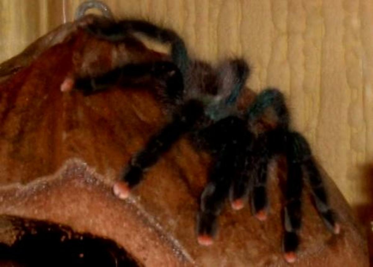 Spiders as Pets A Beginner’s Guide to TarantulaKeeping PetHelpful