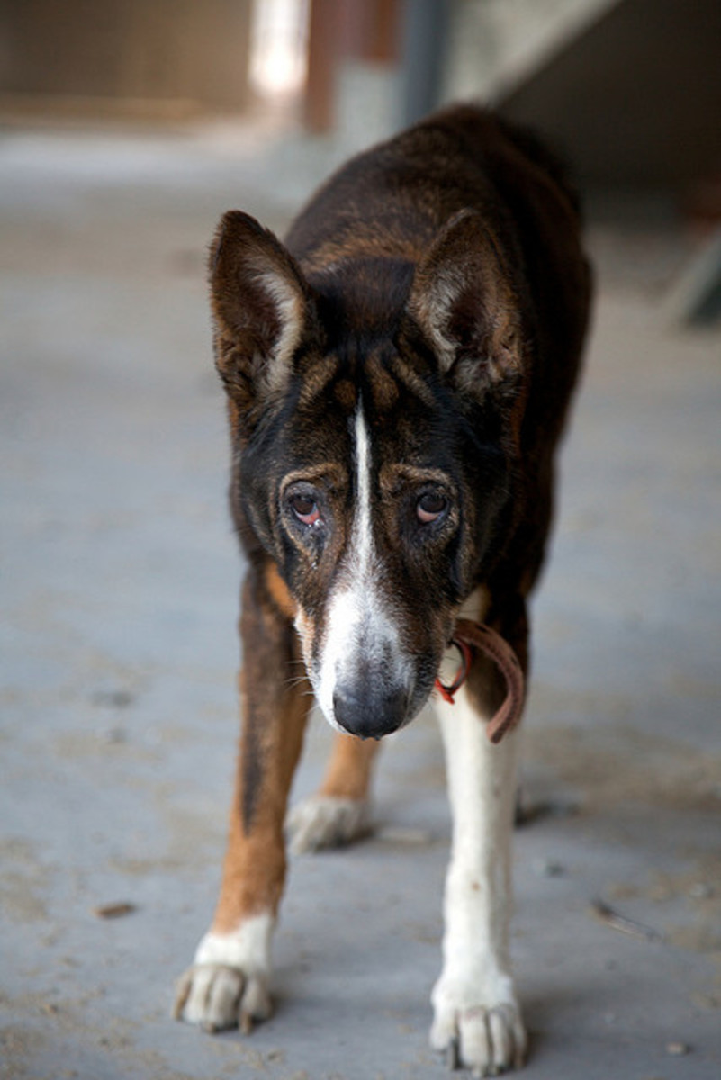 Alternative Therapies for Hip Dysplasia in a Dog PetHelpful