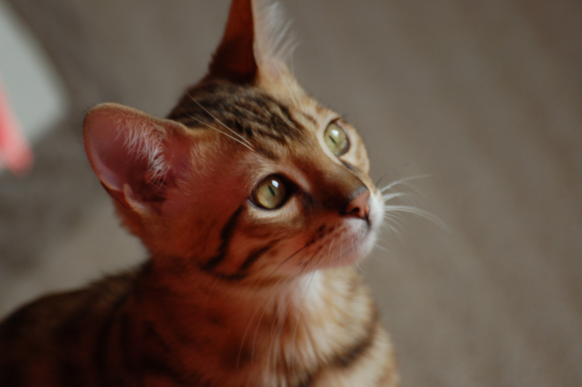 Domestic Bengal Cats an Exotic Cat Breed HubPages