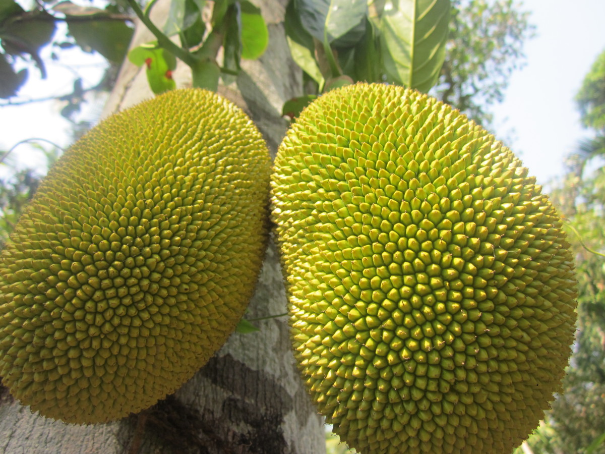 Health and Nutritional Benefits of Jackfruit CalorieBee
