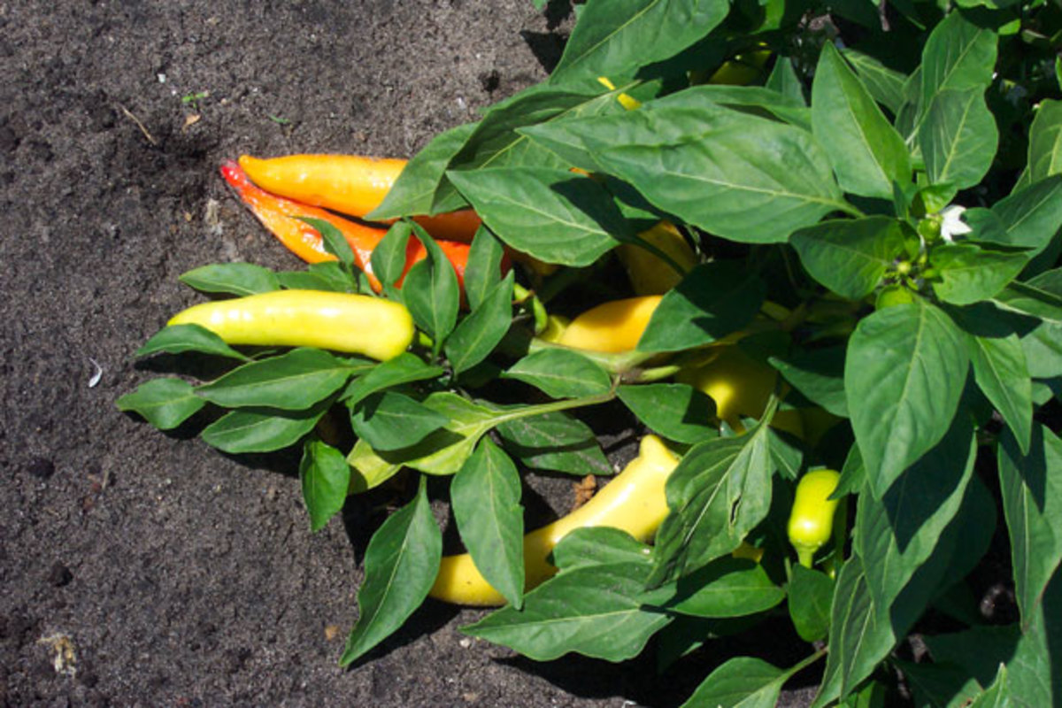 How to Grow Lots of Sweet and Hot Peppers Dengarden