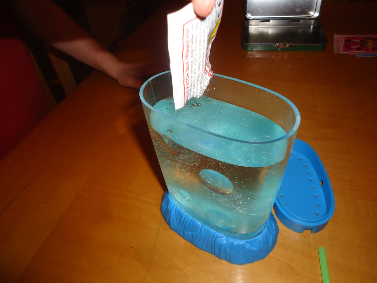 How to Grow Sea Monkeys PetHelpful