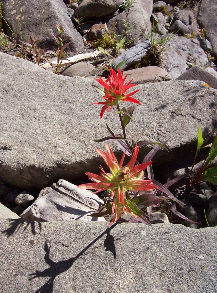 Indian Paintbrush—Facts, Legend & Lore Owlcation