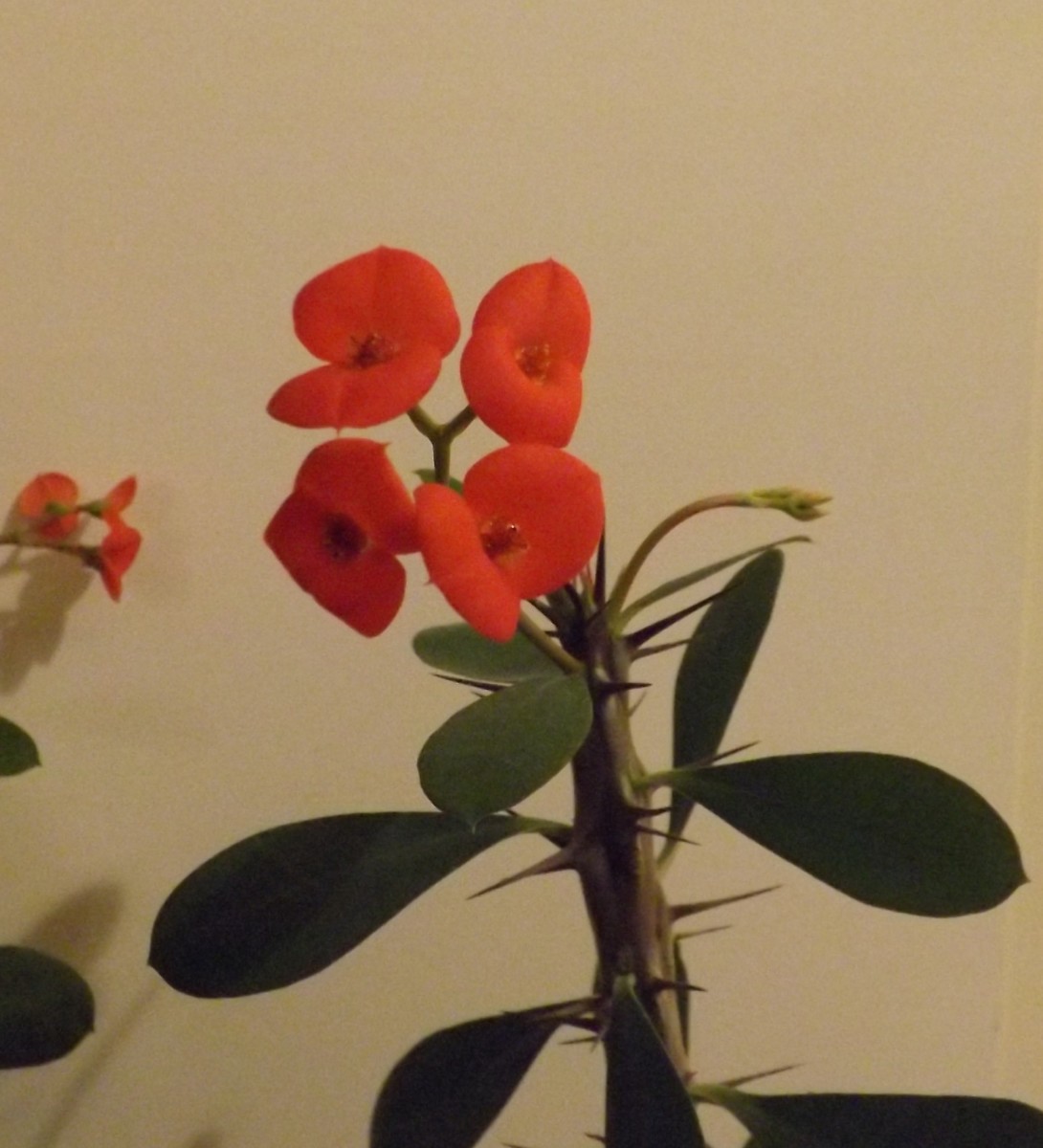 Crown of Thorns An Interesting Houseplant Dengarden