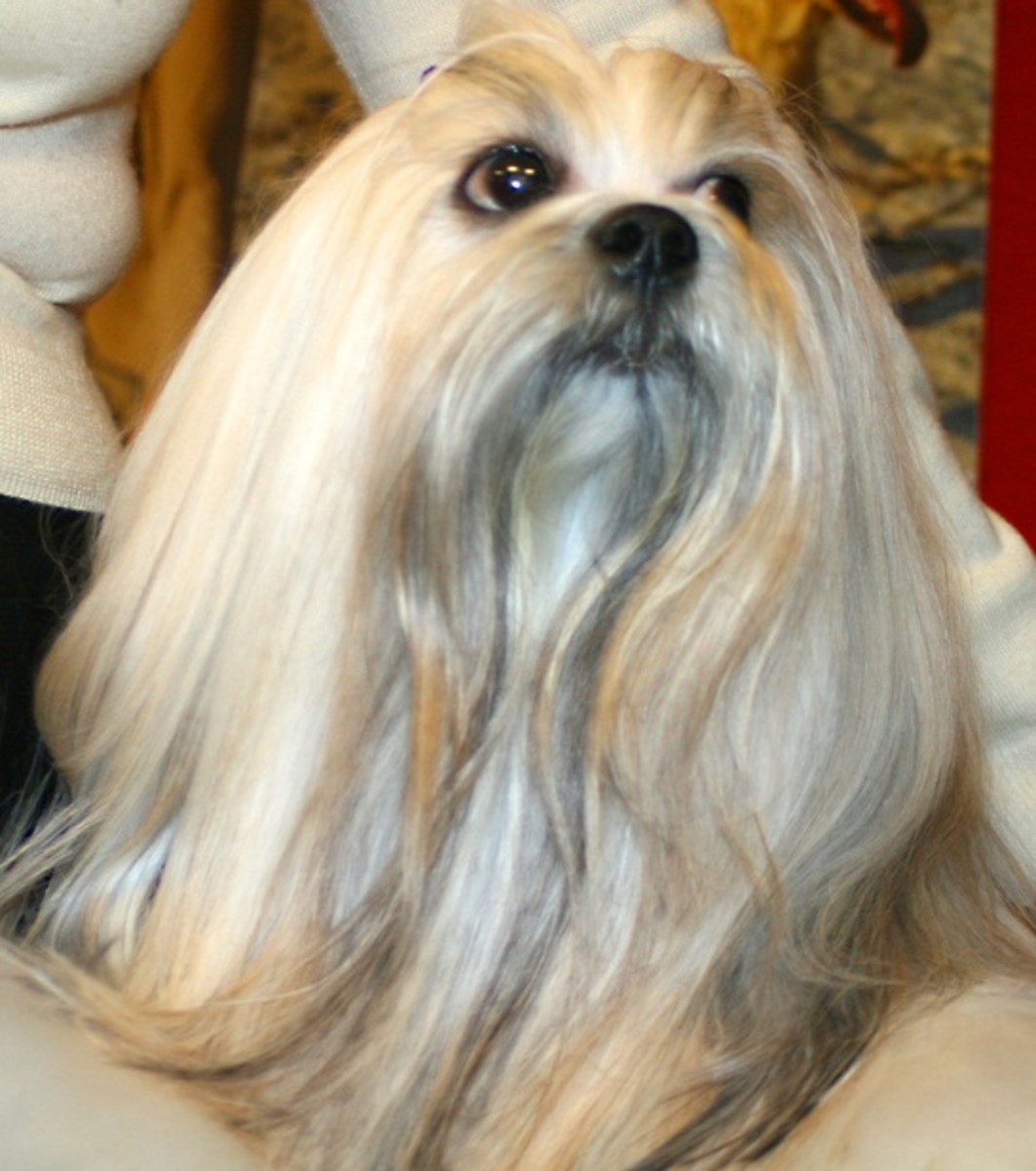 Five Great, Calm Dog Breeds PetHelpful