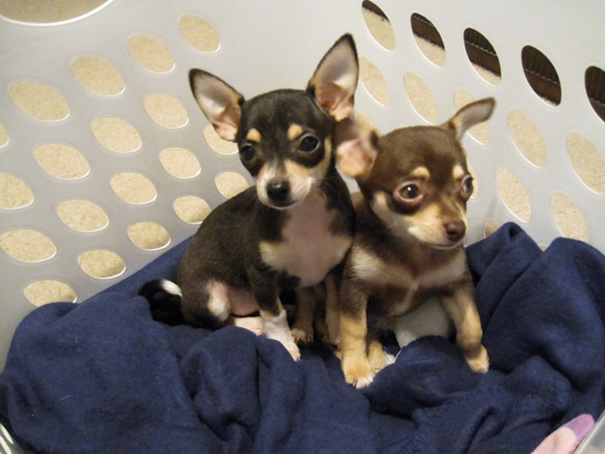 The 5 Best Tiny and Delicate Dog Breeds PetHelpful