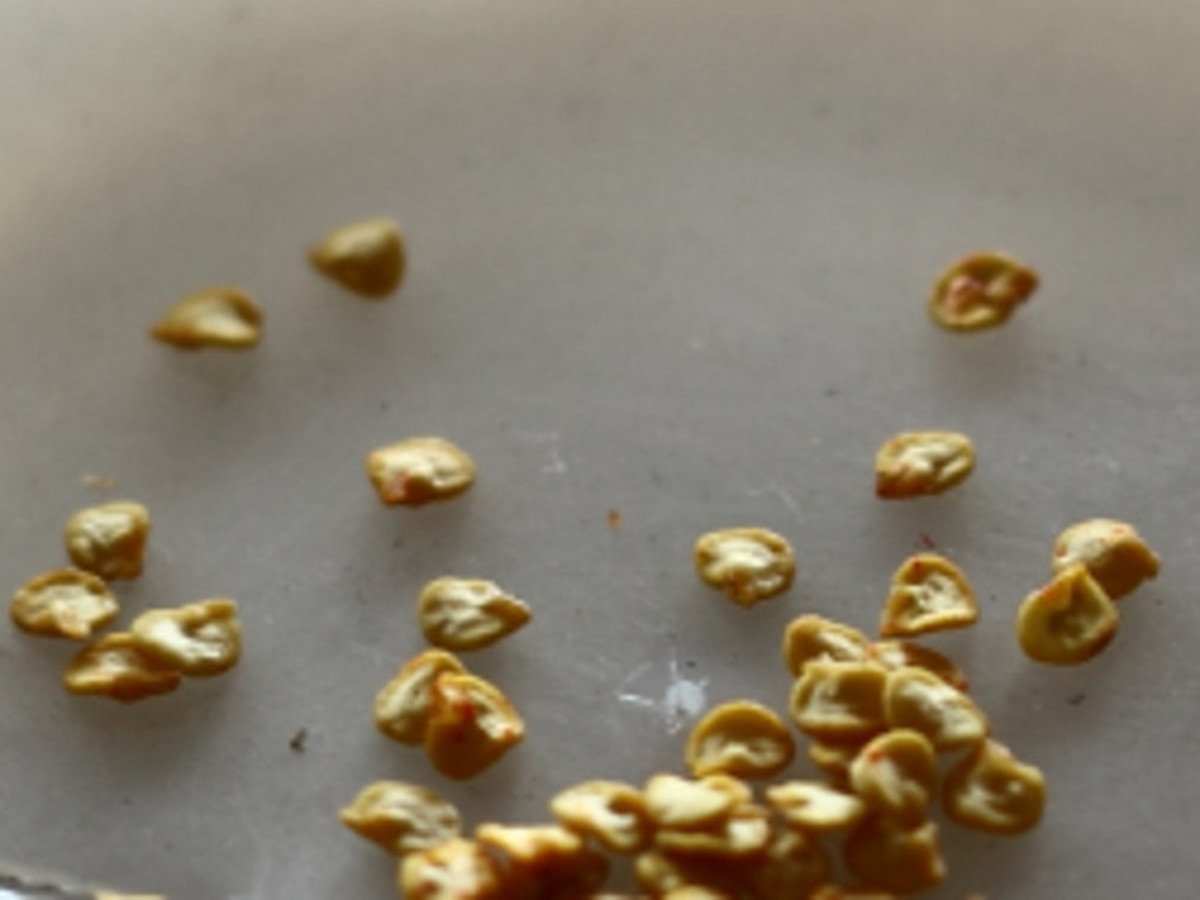 How to Plant and Grow Green Chili Peppers in Pots From Seeds Dengarden
