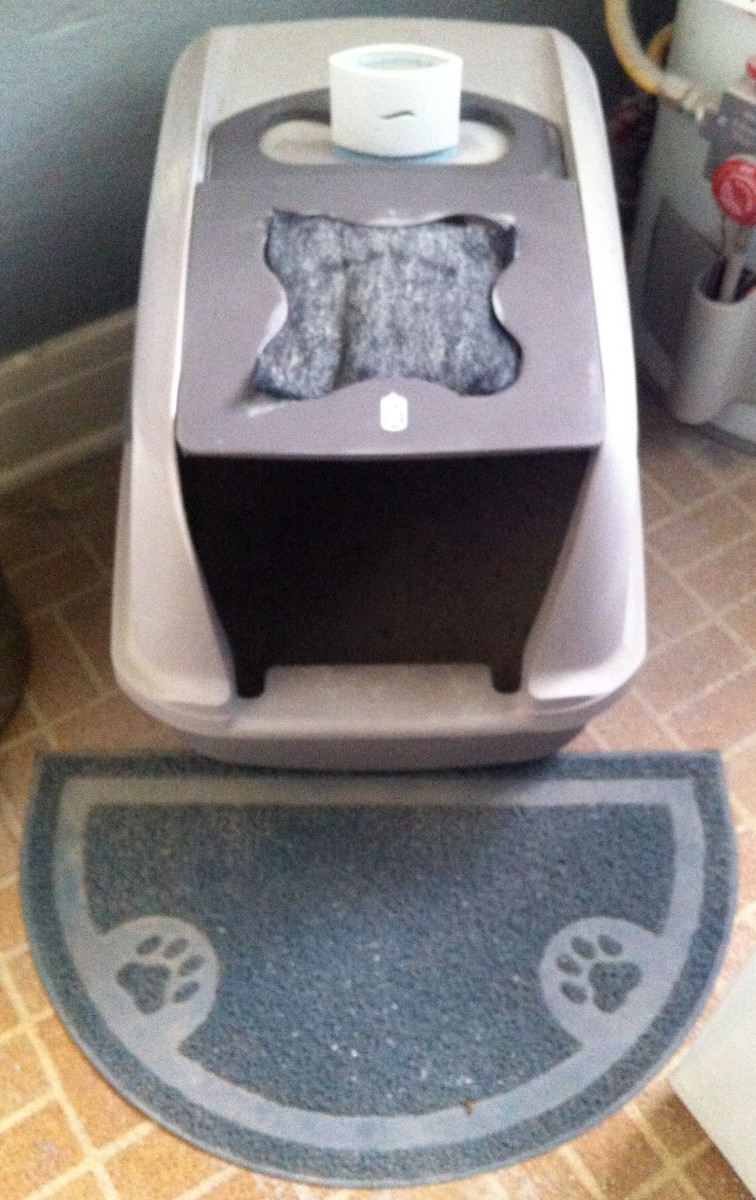 Great Ways to Make Your Cat Healthy and Happy PetHelpful