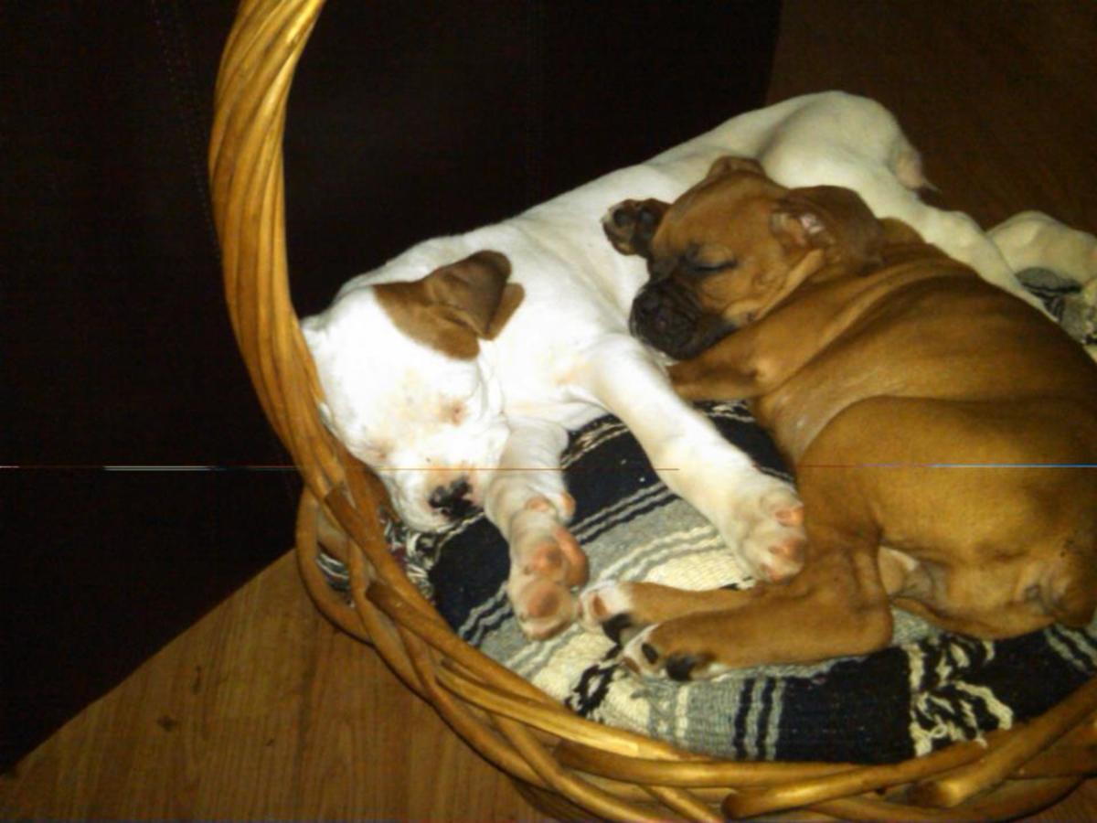 10 Most Popular Designer Dogs of Small or Toy Category HubPages