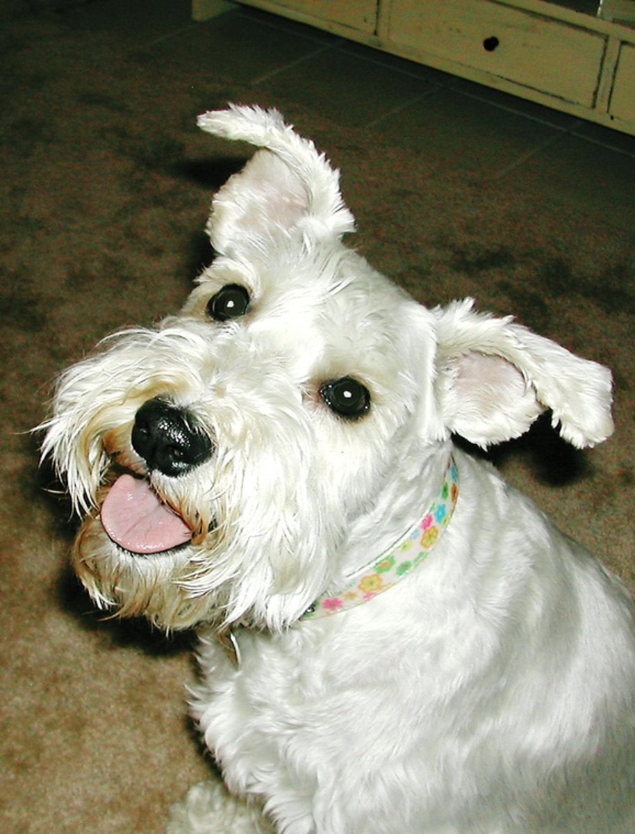 5 Really Cute, Small, White Dog Breeds PetHelpful