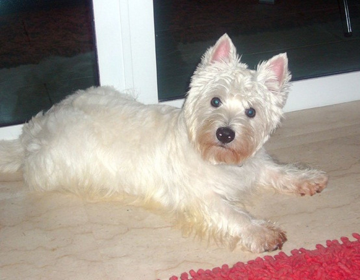 5 Really Cute, Small, White Dog Breeds PetHelpful