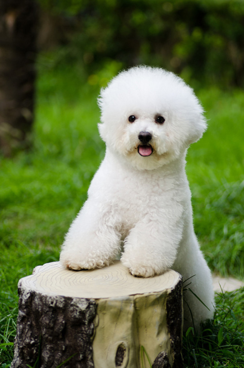 Breeds Teacup Fluffy Small White Dog Bleumoonproductions
