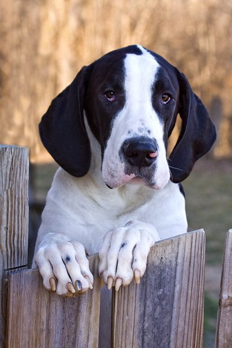 Five Giant Dog Breeds With Short Lifespans PetHelpful
